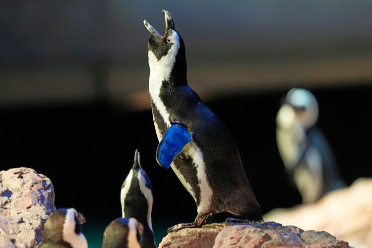 Much like a nursing home,  penguins at a Boston aquarium can age with dignity